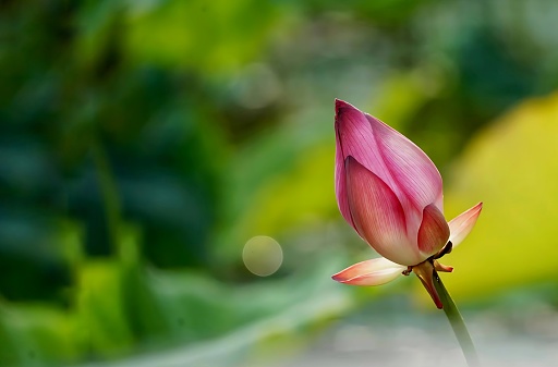 A close-up of a pink lotus flower bud with a blurred green lotus pond in the background.