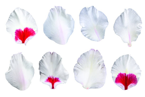 Beautiful white gladiolus petals isolated on a white background. Clipping path included