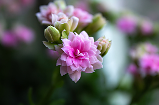 Close up image of pink and white flowers including rose, allium and sweet william with green foliage in the background
