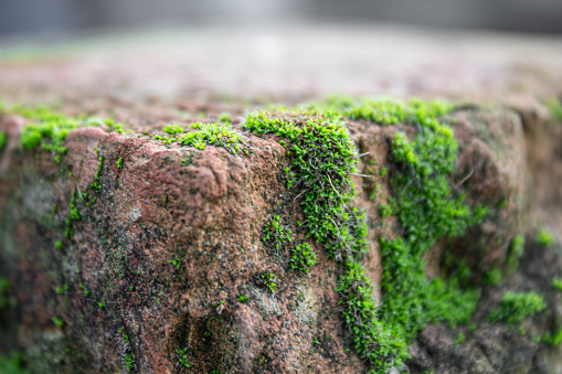 Old brick shot close-up with green moss in autumn