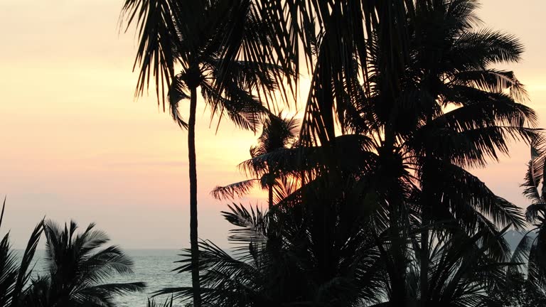 The morning sun hits the coconut trees on the beach at Phuket Island.