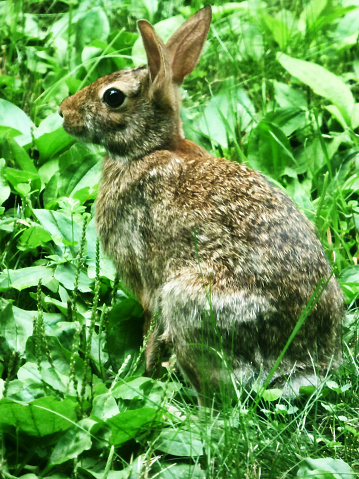An eastern cottontail squats on its haunches in a weedy field.