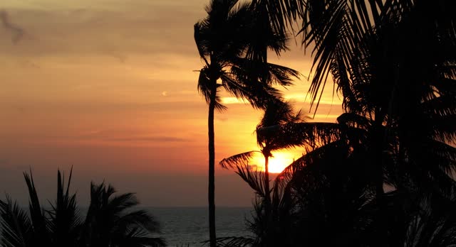The morning sun hits the coconut trees on the beach at Phuket Island.