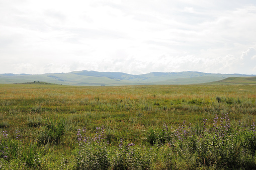 Endless hilly steppe with tall grass under a cloudy summer sky. Khakassia, Siberia, Russia.