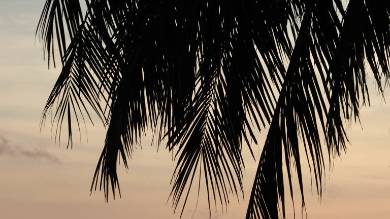 The morning sun hits the coconut trees on the beach at Phuket Island.