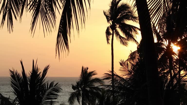 The morning sun hits the coconut trees on the beach at Phuket Island.