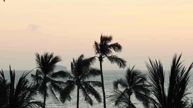 The morning sun hits the coconut trees on the beach at Phuket Island.