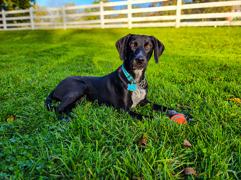 An image of a black mixed breed dog laying in the grass on a sunny day with an orange ball between his front paws. The dog has a white chest and white paws with black speckles and is looking at the viewer. There is a white fence in the background with focus on the foreground. The dog is wearing a teal collar with tags.
