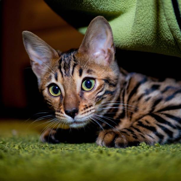 istock Bengal cat lies on a green background 1996768730