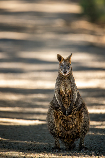 Single swamp wallaby standing in the middle of a rural road