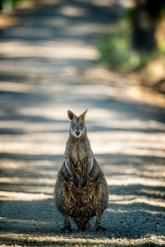 Single swamp wallaby standing in the middle of a rural road