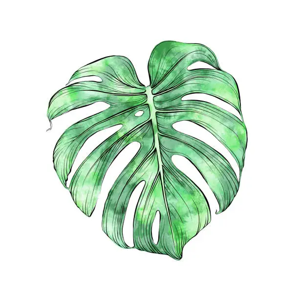 Vector illustration of Monstera Deliciosa line draing with watercolor texture