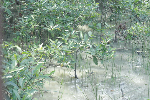 Small mangrove tress near the beac