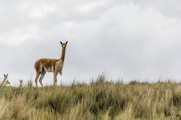 Wild Vicunas at Ocros District, Ayacucho - Peru