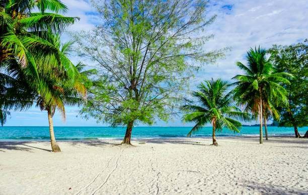 istock Beach in Sihanoukville. Palm trees and blue sea 1996885141