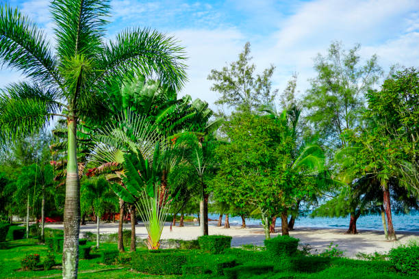 istock Beach in Sihanoukville. Palm trees and blue sea 1996886185