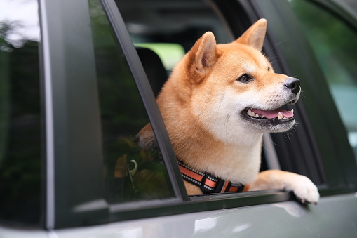 one Shiba Inu pet dog head out of car window. Pet travel in car