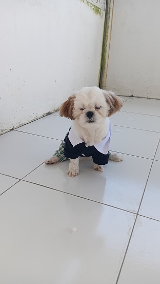 shihtzu puppy wearing a shirt. cute puppy face.
