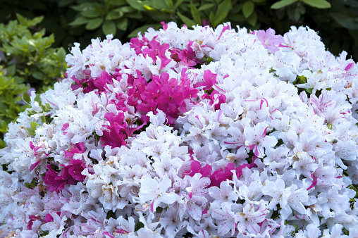 Azaleas have been cultivated since ancient times and are one of the plants most loved by Japanese people.