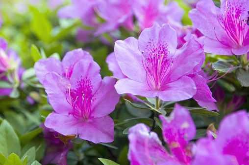 Azaleas have been cultivated since ancient times and are one of the plants most loved by Japanese people.