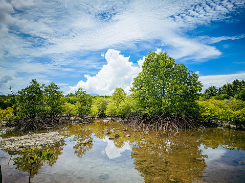 View of the mangrove swamp with the red mangrove trees and sea at the Long Key State Park (Florida State Park) in the Florida Keys - USA