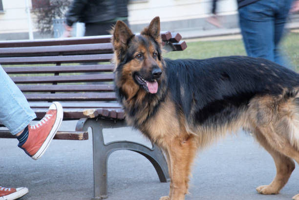 Legs of a man sitting on a bench and his dog near him in a public park.