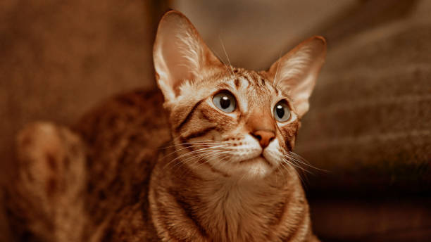 istock a beautiful oriental cat lying down 1996935119