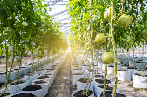 Tomato plant growing in green house with vintage warm light, agriculture industry concept, indoor grown vegetable
