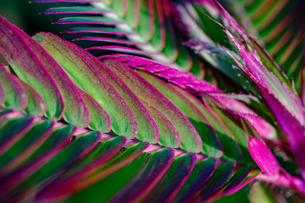 palm leaves that have eye-catching colors