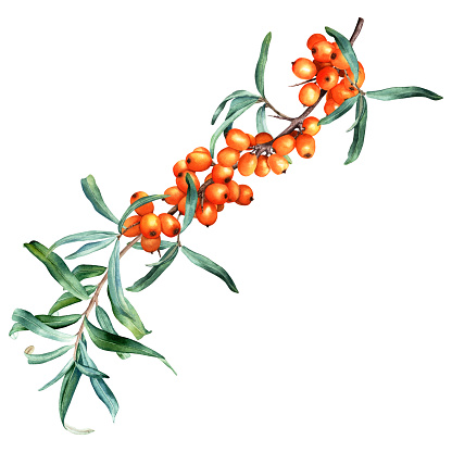 Medicinal plant sea buckthorn branch with fresh ripe orange berries and leaves. Hand drawn botanical watercolor illustration isolated on white background. For clip art, cards, menu, label, package