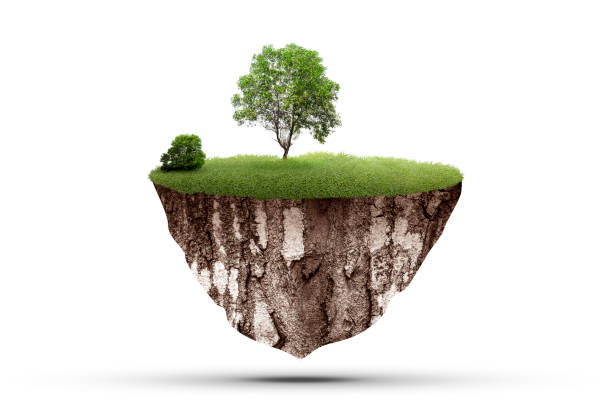 istock A grown tree on fertile land with green grass 1996981034