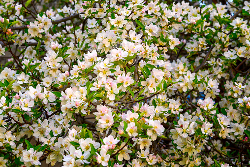 close-up of an apple tree blooming with white flowers in spring in the park, background or wallpaper for design
