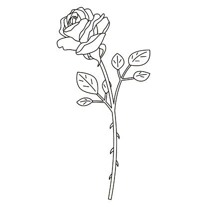 Line drawing illustration of a single rose, vector