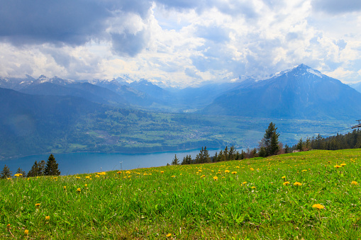Landscape overlooking Mount Niesen, Lake Thun and alpine meadow with yellow dandelions in Switzerland