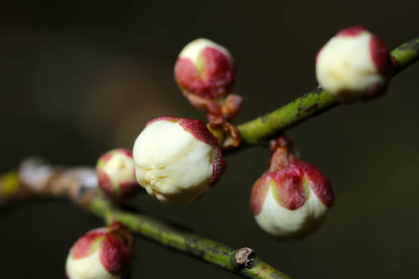 白い梅のつぼみを持つ枝(自然+フラッシュライト、黒い背景マクロクローズアップ撮影)