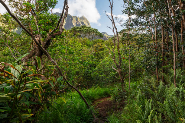 nas cristas da caminhada do vale ioa - waterfall hawaii islands maui oahu - fotografias e filmes do acervo