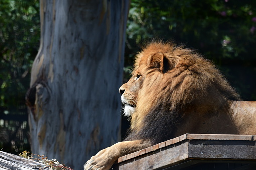 Lion in his shelter