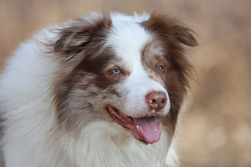 Overweight brown and white merle Border Collie dog with striking blue eyes and canine Epilepsy is looking towards the camera.