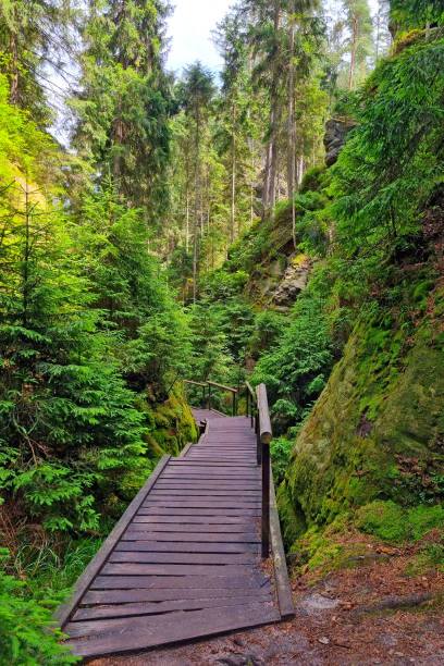 istock A picturesque pedestrian wooden path in the forest. 1997074371