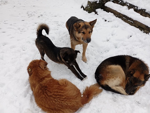 Four dogs are resting in the snow. Four stray dogs together form a pack. Pets in winter.