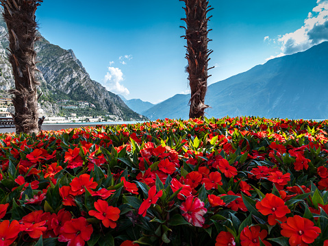 High mountains and flowers on the shore, Lake Garda, Italy