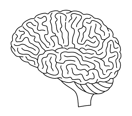 Black and white vector illustration of a human brain (side view).