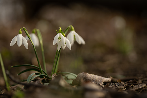 fragile snowdrop flowers outdoors in forest, shallow focus