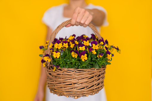 detail woman offering wicker basket full of violets yellow springtime background shallow focus on flowers