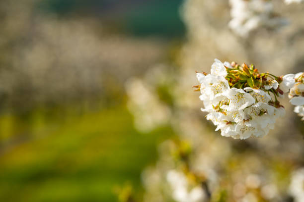 close up of white cherry blossoms in orchard in spring, shallow focus, background blurred