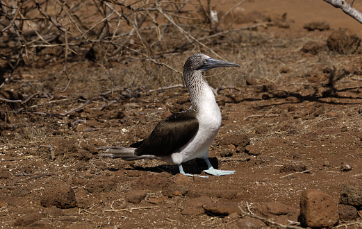 Blue footed booby, Galapagos Islands (North Seymour)