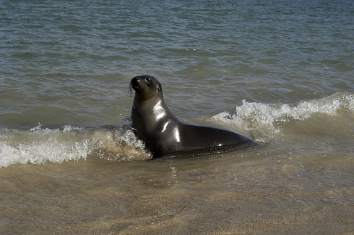 Sea lion in ocean catching a wave, Galapagos Islands (Santa Fe)