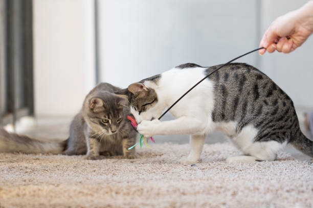 istock Two playful kitten playing toy with owner at home. Cat 8 months old 1997084780