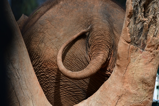 Elephants tail