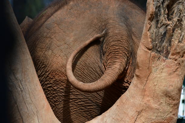 ogon słonia - safari animals elephant rear end animal nose zdjęcia i obrazy z banku zdjęć